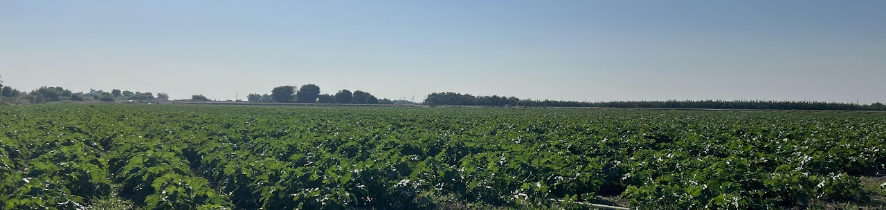 pumpkin-patch-large