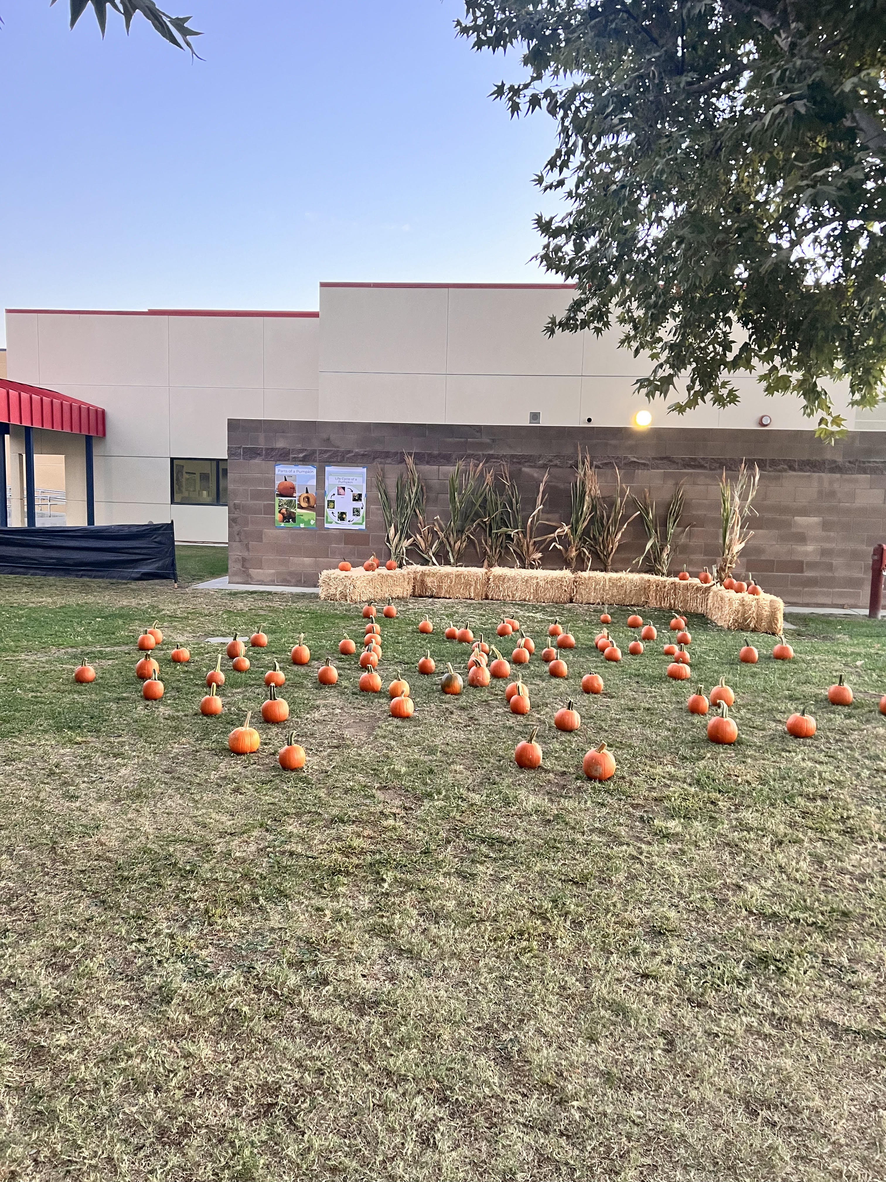 Pumpkins at school